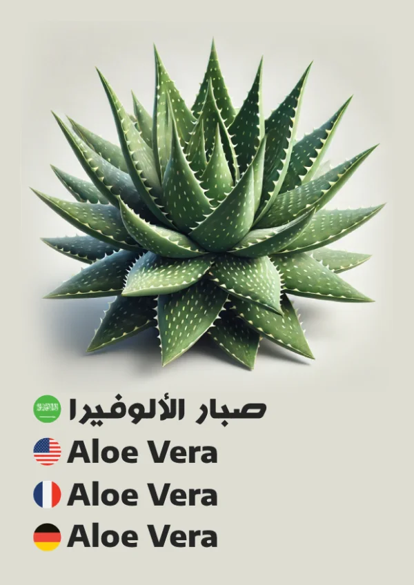Aloe Vera — Aloe Vera / صبار الألوفيرا