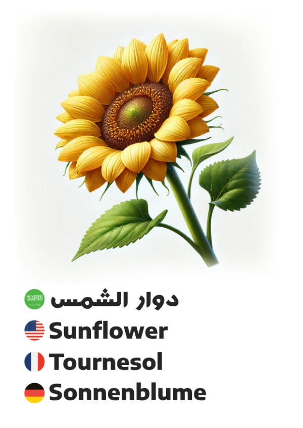 Sonnenblume — Sunflower / دوار الشمس