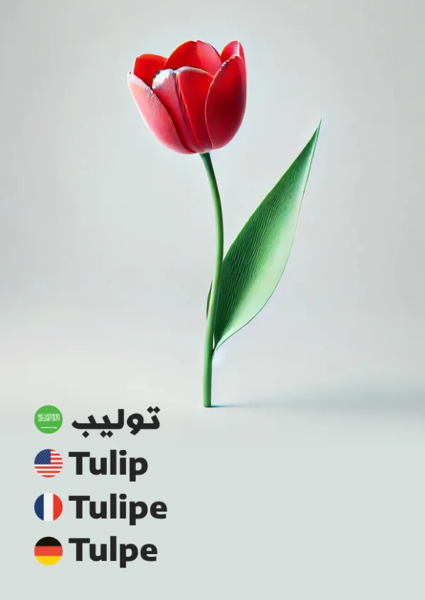 Tulpe — Tulip / توليب