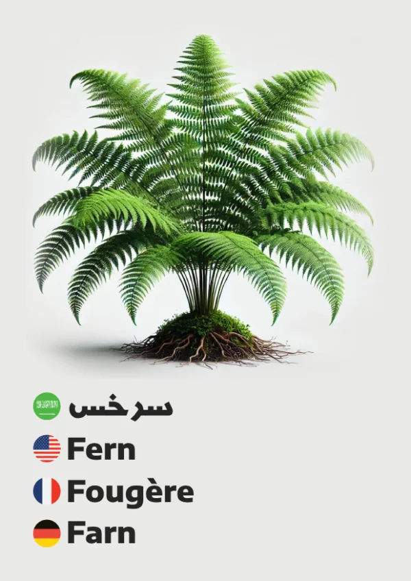 Farn — Fern / سرخس