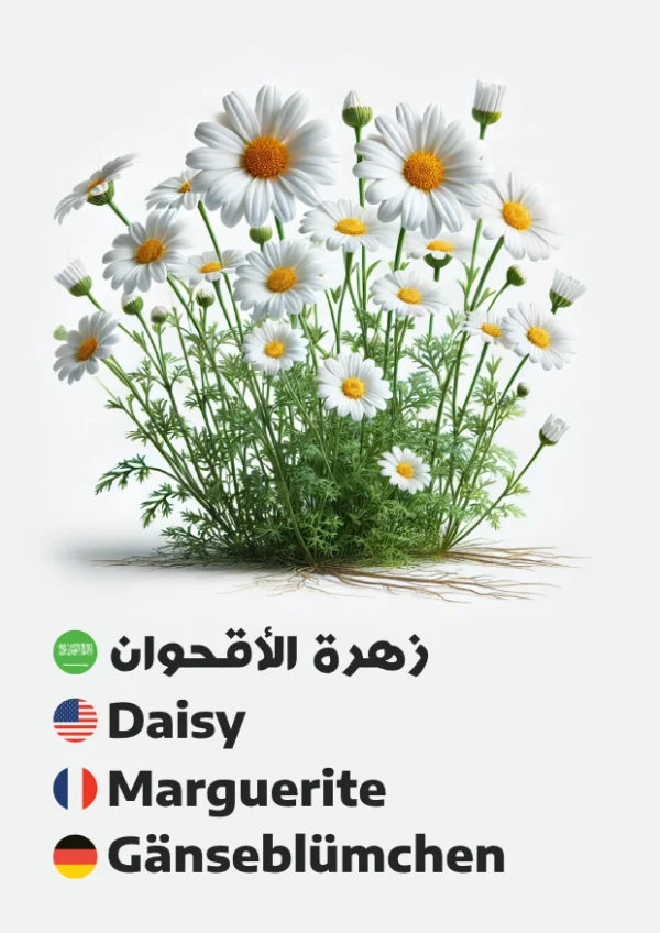 Gänseblümchen — Daisy / زهرة الأقحوان