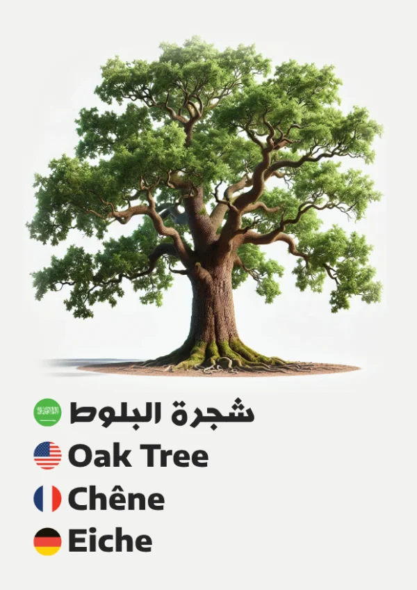 Eiche — Oak Tree / شجرة البلوط