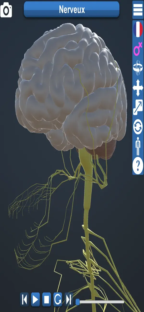 Anatomie Éducative 3D — 4