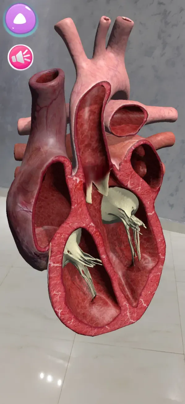 Anatomie Humaine RA 4D — 3