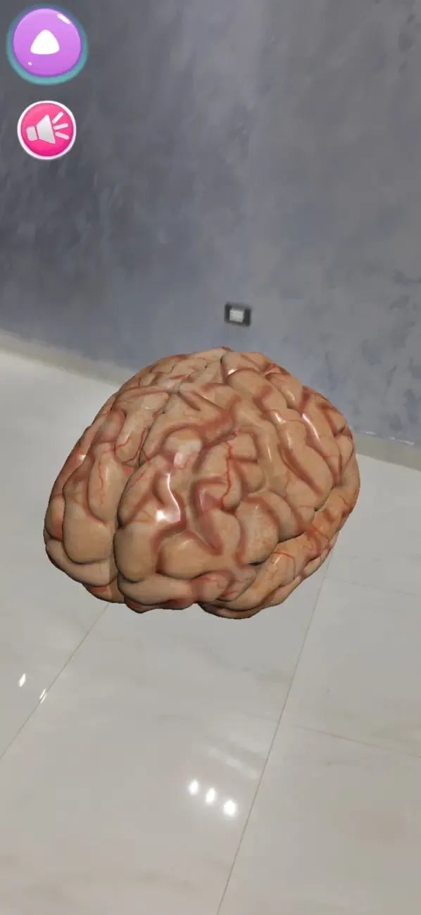Anatomie Humaine RA 4D — 6