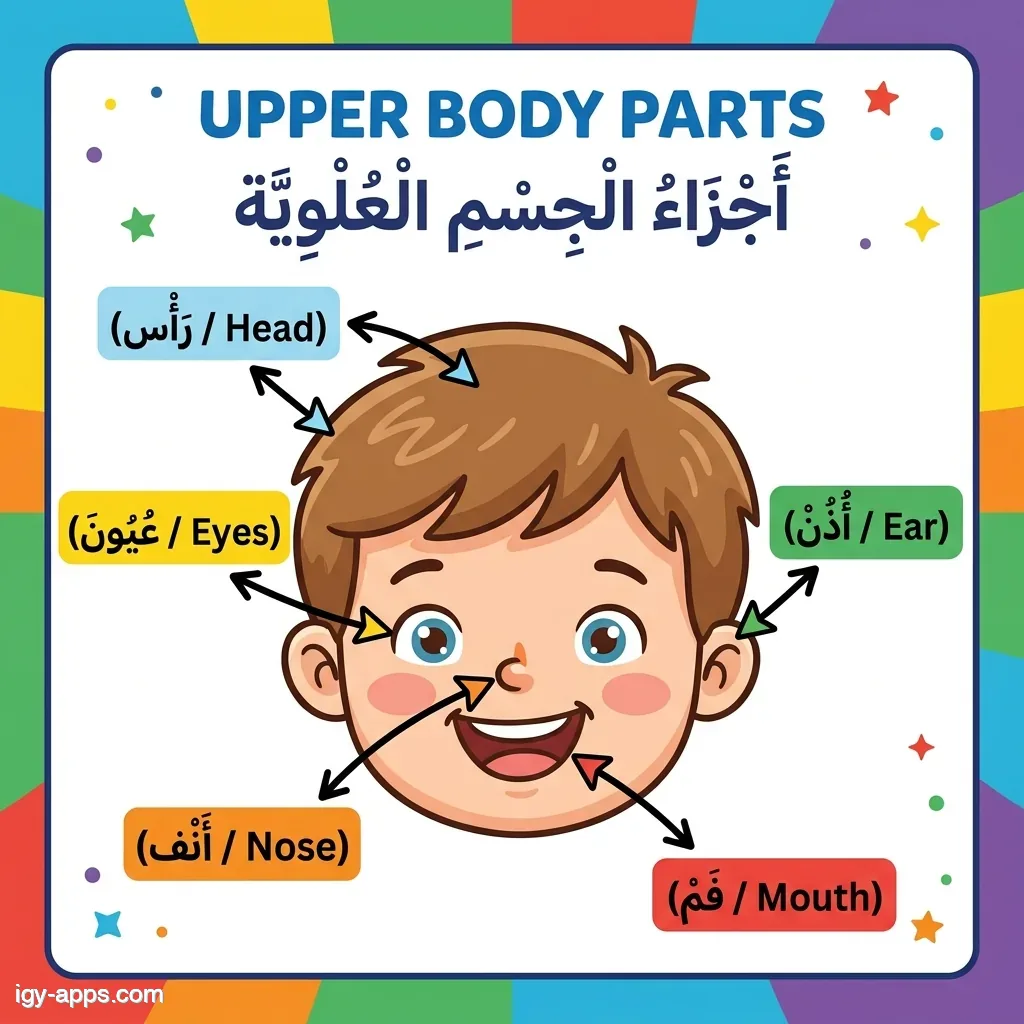 كارت أجزاء الوجه — الرأس والعين والأنف والفم والأذن