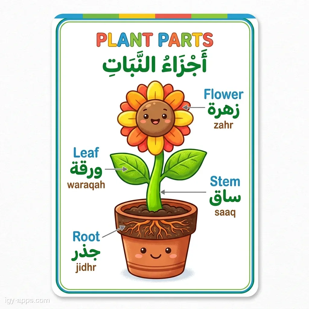 كارت أجزاء النبات — الجذر والساق والورقة والزهرة